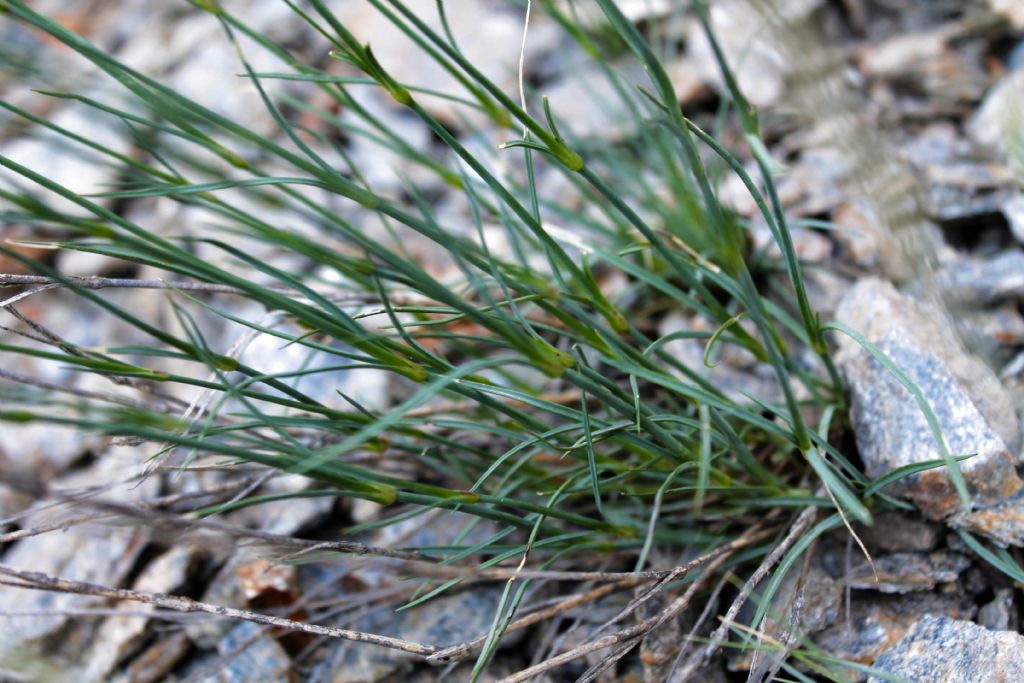 Dianthus sylvestris